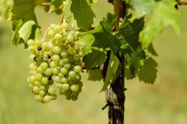 Escapade vigneronne Roncharde