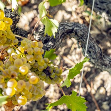 © Wine Notes au Domaine Faury_Chavanay - <em>LF</em>