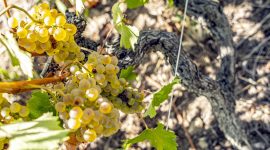 Wine Notes au Domaine Faury