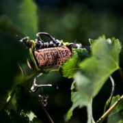 © Brunch Vigneron au Domaine Verzier_Chavanay - <em>Fabrice Ferrer</em>
