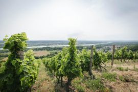 Wine Notes au Domaine Anthony Paret
