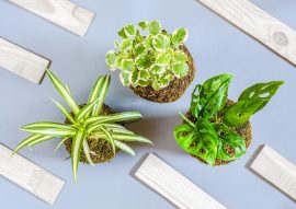 Atelier Kokédama ou Terrarium chez les Façonnarts