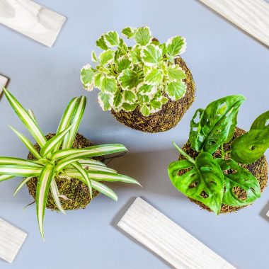 © Atelier Kokédama ou Terrarium chez les Façonnarts_Vienne - <em>DR</em>