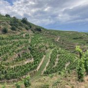 © Coteaux en Condrieu - <em>Denis LARDIN</em>