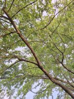 Festival Nature : Rev' En Nature