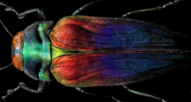 A la découverte des insectes - Elorri Segura - Galerie Minus