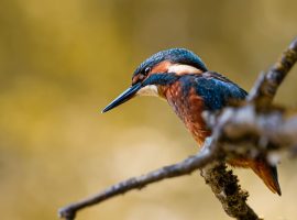 Expo-vente photographique : La faune locale s'invite au Jazz à Vienne