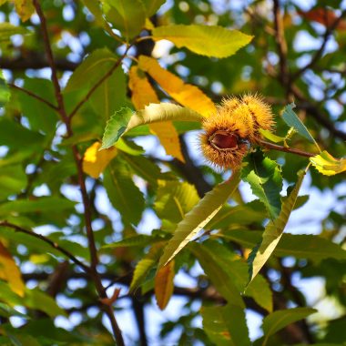 © Le Tour de la Haute Cévenne d'Ardèche_Vallées d'Antraigues - Asperjoc - <em>©A.Renaud-Goud-ADT07</em>