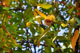 Le Tour de la Haute Cévenne d'Ardèche