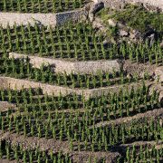 Balade en trottinette dans les vignes_Malleval