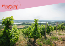 Wine Notes au Domaine Anthony Paret