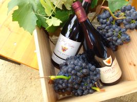 Portes Ouvertes au Domaine Semaska