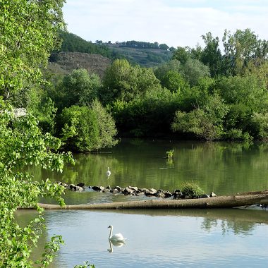 © Vue de depuis la Digue - <em>Centre d'observation de la nature de l'Île du Beurre</em>