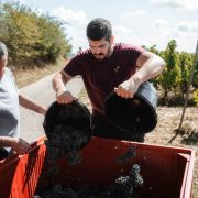 © Vendanges 2025 - <em>DR</em>