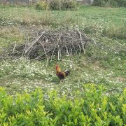 © La campagne - <em>Françoise RAFFALLI</em>