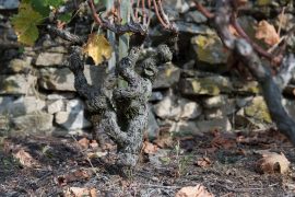 Portes ouvertes du Domaine Garon