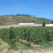 © Vignes Hermitage - <em>DR Rhône Trip</em>