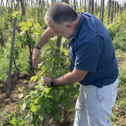 © MR PROBUS DANS LES VIGNES - <em>Denis LARDIN</em>