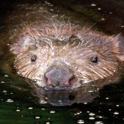 © Soirée Castor_Tupin-et-Semons - <em>Île du Beurre</em>