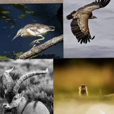 © Exposition de photographie : Quatre Regards, Une Nature_Vienne - <em>Droits Réservés</em>