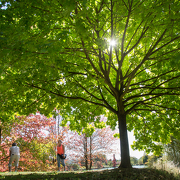 © Jardin du Bois Marquis - <em>En Marge</em>