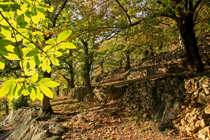 Le Tour de la Haute Cévenne d'Ardèche