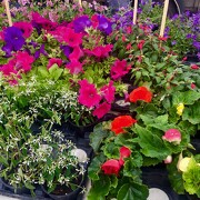 © Marché Place Carnot - <em>Copyright © 2018 M.D</em>