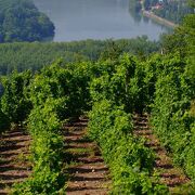 Sentier des vignes - Vienne Condrieu - Ampuis