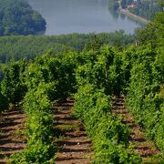 Vineyard path in Ampuis