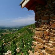 Vineyard path in Ampuis