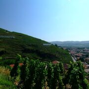 Vineyard path in Ampuis