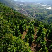 Vineyard path in Ampuis