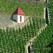 Vineyard path in Ampuis