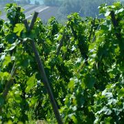 Vineyard path in Ampuis