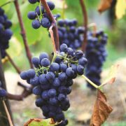 © Grappe de raisin vallée du Rhône septentrionale - <em>JFM / DR OT VIenne</em>