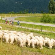 © Troupeau de moutons le long de ViaRhôna - <em>Christian Martelet/Auvergne-Rhône-Alpes Tourisme</em>
