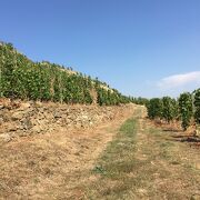 © Coteaux de Rochevine - <em>©AlexandreDiaz</em>