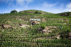 Vignobles De Boisseyt