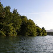 Une forêt pas comme les autres