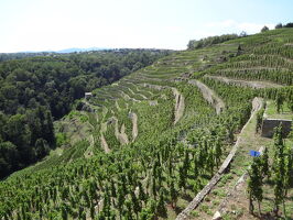 Excursion et dégustation dans les vignobles de Condrieu et Côte-Rôtie