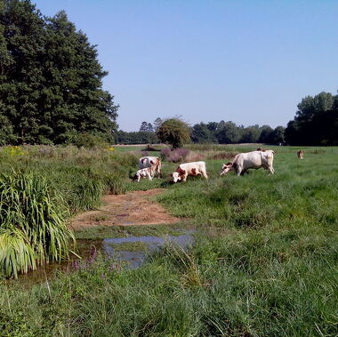 Paturage