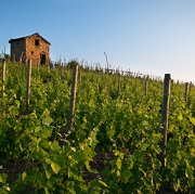 © Sentier dans les vignes autour d'Ampuis - <em>X Pages / DR OT Vienne</em>