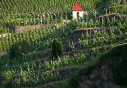 Sentier des vignes à Ampuis