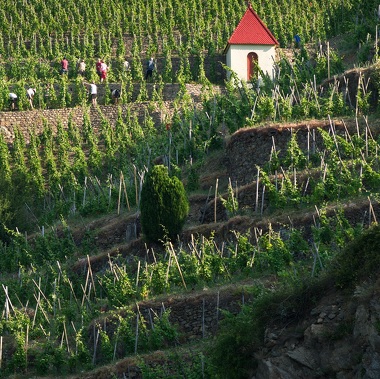 © Randonnée dans les vignes autour d'Ampuis - <em>X Pages / DR OT Vienne</em>