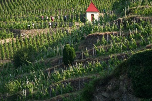 Vineyard path in Ampuis