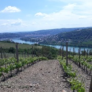 © Vineyard path in Ampuis - <em>OT Vienne</em>