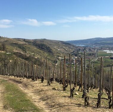 © Circuit de randonnée entre le fleuve du Rhône et les vignobles - <em>DR OT Vienne</em>