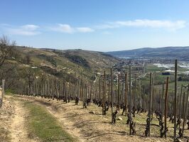 Randonnée entre Rhône et vignobles : Tupin, Condrieu, Semons