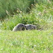 © Couple de marmottes - <em>Office de Tourisme des Boutières</em>