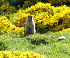Les Marmottes du Mézenc